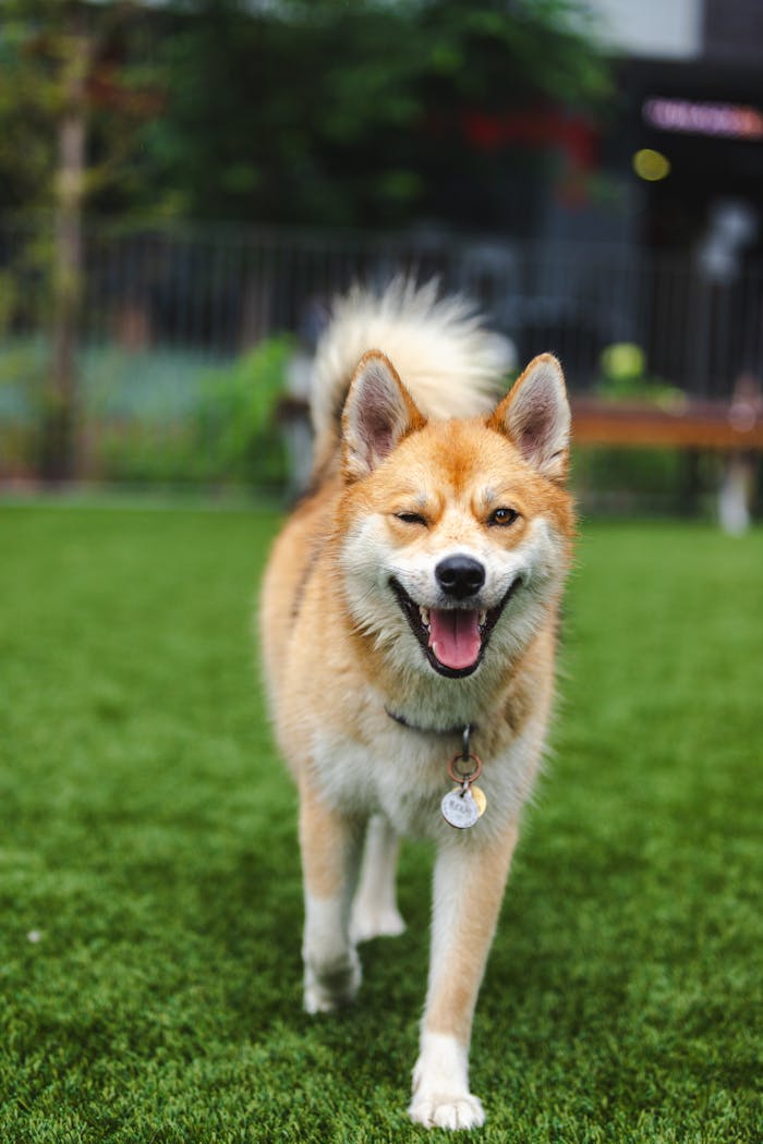 rexy the pomsky